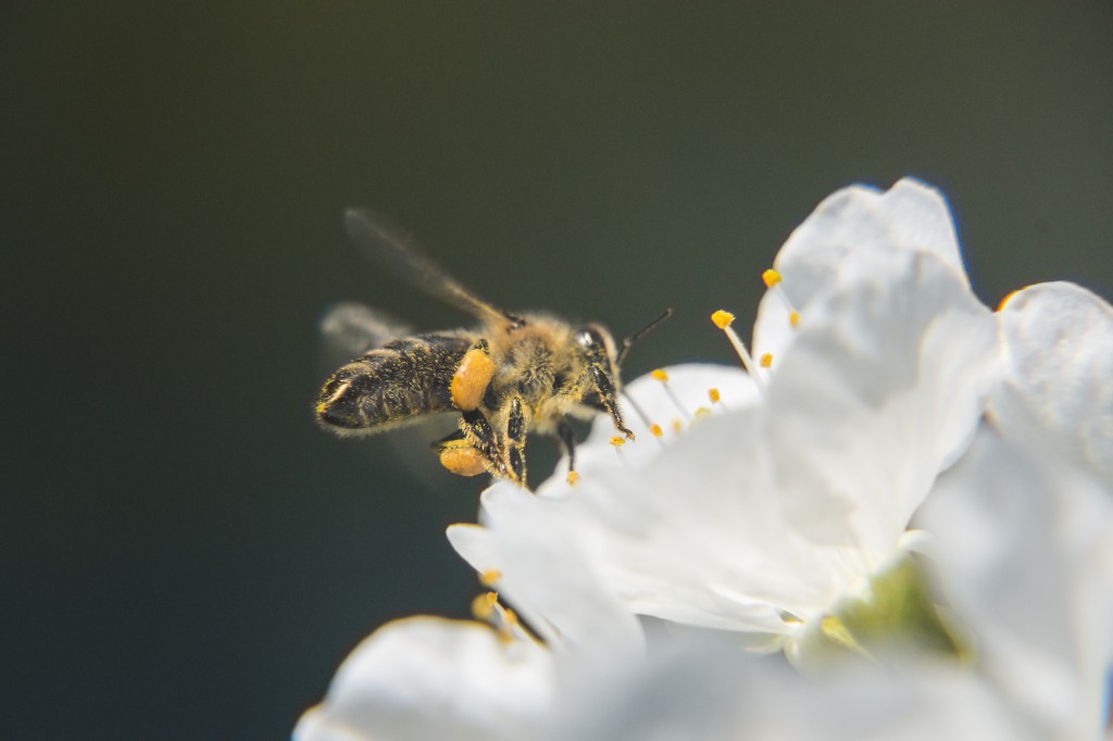 Fotografie mit 3 übereinander geschraubten Nahlinsen (+1, +2 und +4 Dioptrien). Kamera Nikon D5100, Objektiv Nikon 18-70/3.5-4.5 G IF-ED