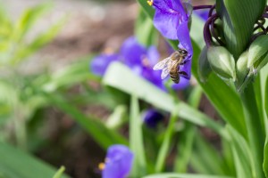 Biene mit D800E und 18-55 mm DX Objektiv fotografiert