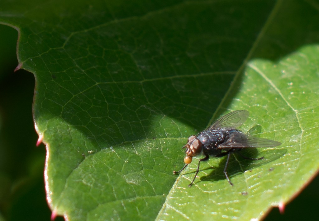 100% Crop der Fliege, sodass dabei 13 x 9 cm bei 230 dpi raus kommen