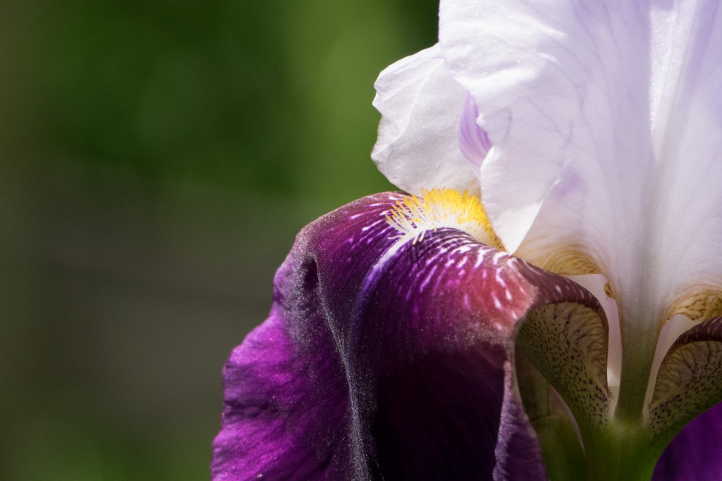 Blüte – Panasonic GM1 mit Teleobjektiv 100-300 mm. 300 mm (KB 600 mm), f/11.0 – 1/1000 s – ISO 1600.