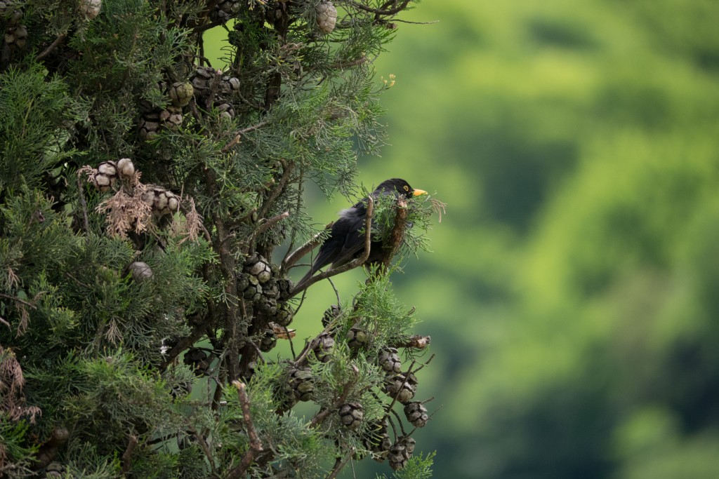 Amsel auf Zypresse – Panasonic GM1 mit Teleobjektiv 100-300 mm. 300 mm (KB 600 mm), f/5.6 – 1/640 s – ISO 640.