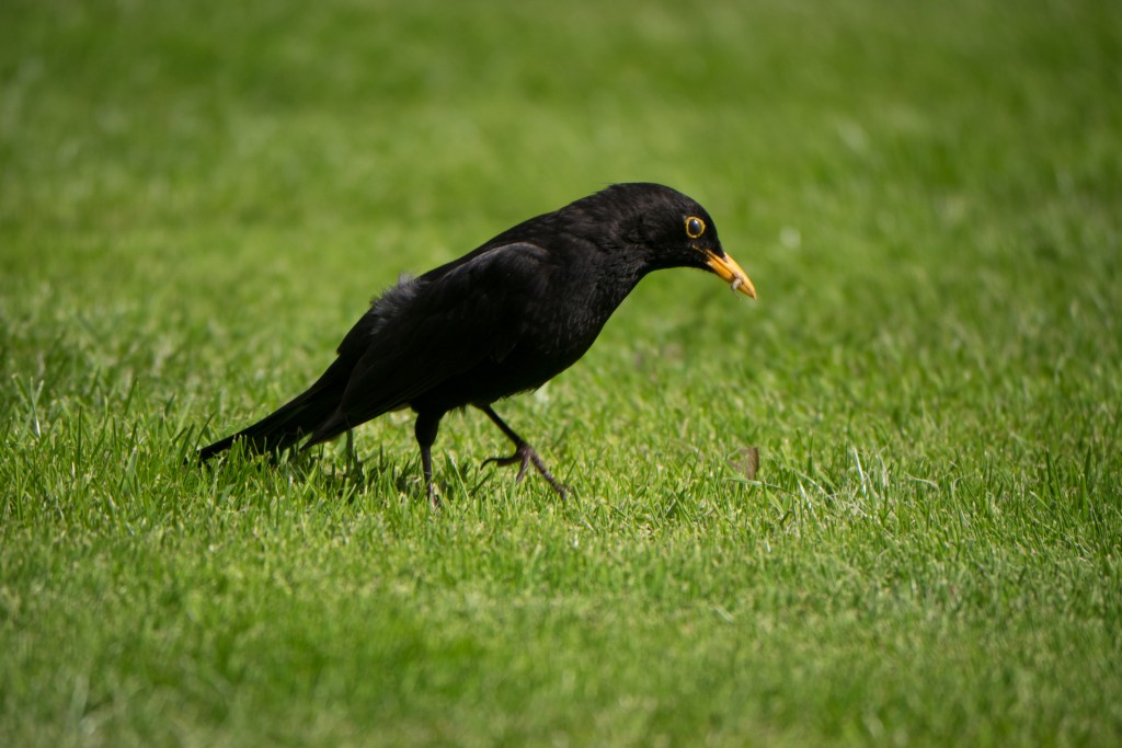 Amsel, Schwarzdrossel – Panasonic GM1 mit Teleobjektiv 100-300 mm. 300 mm (KB 600 mm), f/5.6 – 1/1000 s – ISO 200.