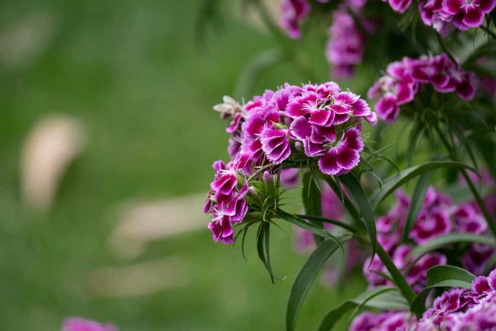 Blumen – Panasonic GM1 mit Teleobjektiv 100-300 mm. 183 mm (KB 366 mm), f/4.8 – 1/400 s – ISO 400.